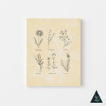 Vintage Botanical Herbs Canvas Print